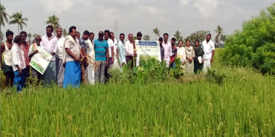 Horizontal spread of saline tolerant paddy variety GNV-1109 over 2000 ha